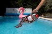 Volta V7 gepatenteerde 2-in-1 draadloze oplaadbare zwembadzuiger
