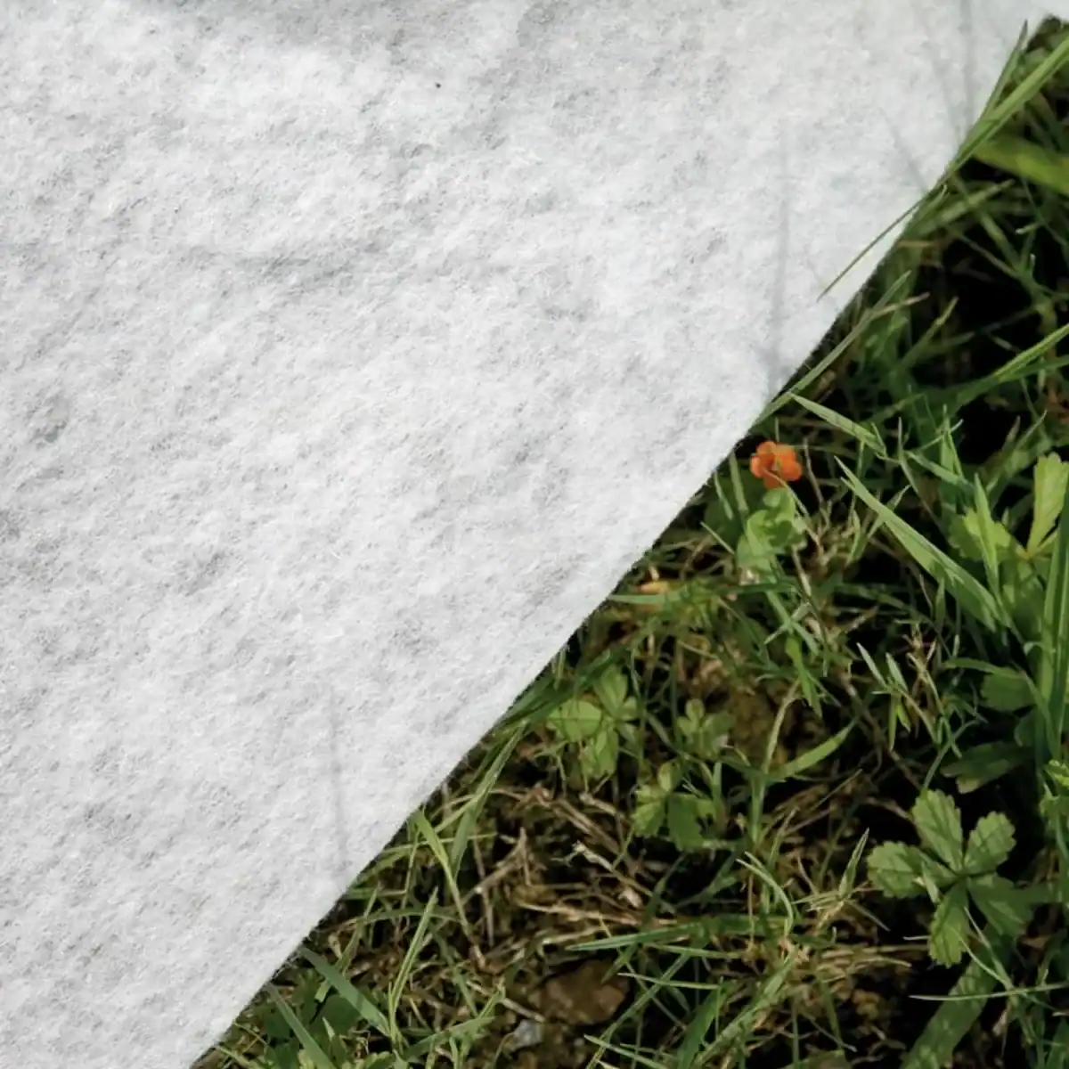 Gré Avantgarde composiet zwembad op tuin met gras en bloemen.